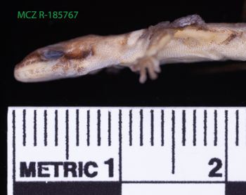 Media type: image;   Herpetology R-185767 Description: Specimen photo;  Aspect: head lateral
